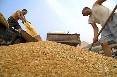 2018年,国家把粮食最低收购价下调了!种粮的农民们,还种吗?